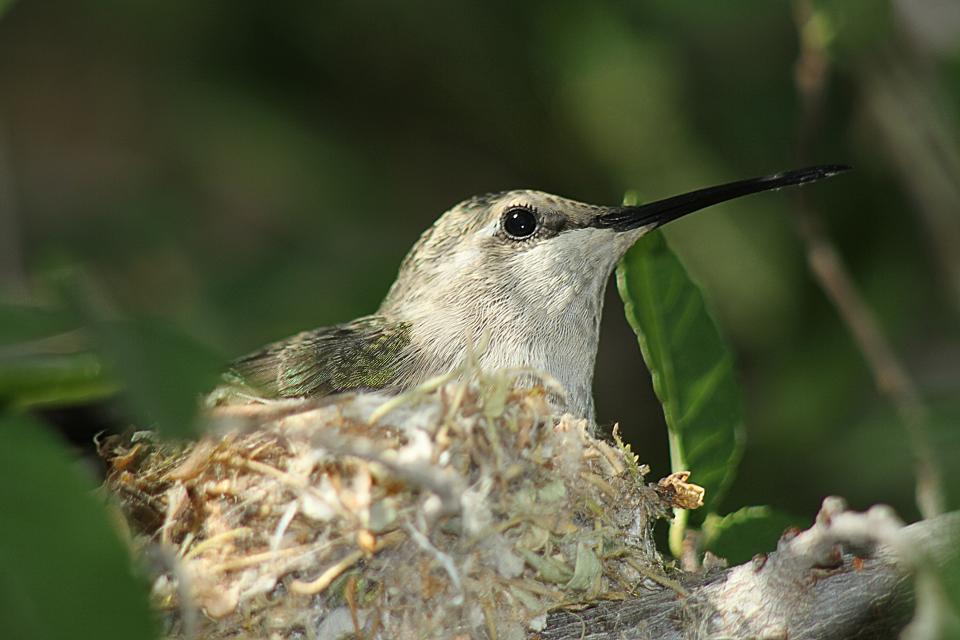 Hummer on the Nest | Shutterbug